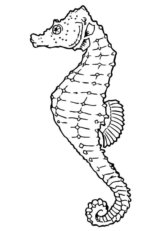 Plansa de colorat cu Cal de mare 33 27